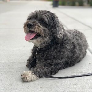 Meet your Posher, David